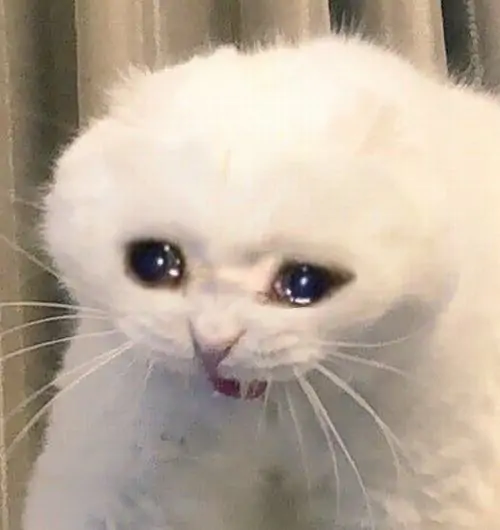 86 85
