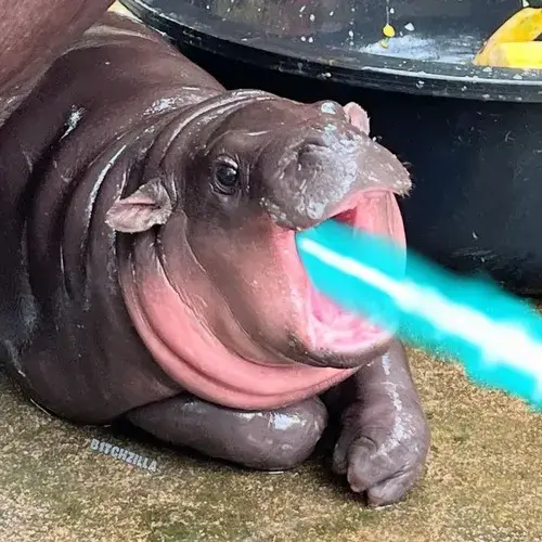 60 Ảnh Hà Mã Meme Béo Mũm Mĩm Giúp Tin Nhắn Trở Nên Sinh Động