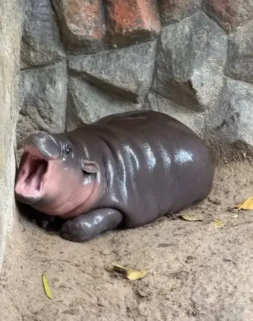 57 56