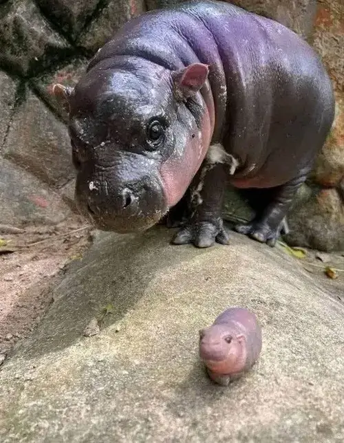61 60