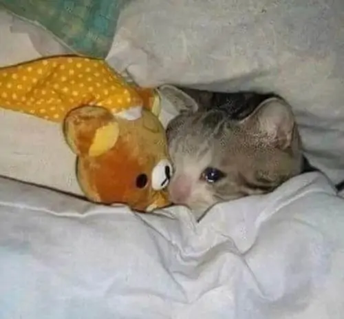 43 42