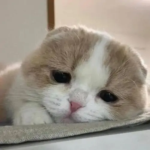47 46
