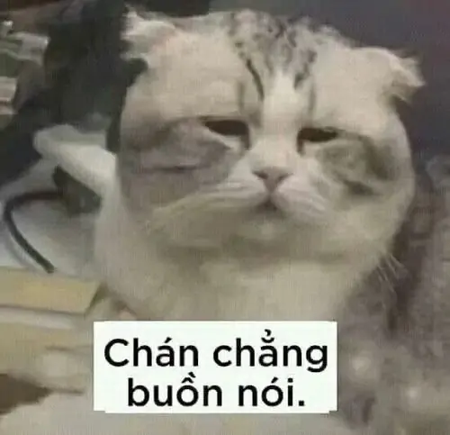 33 Ảnh hài chú mèo nhìn thẳng vào máy ảnh, văn bản trên ảnh ghi chuyện lương về chậm rất đúng tâm trạng