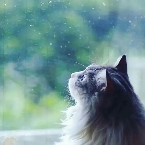 38 Một video mèo buồn ghi cảnh mèo quay lưng trên ghế dài, đuôi cụp nhẹ như đang giận vì bị lơ