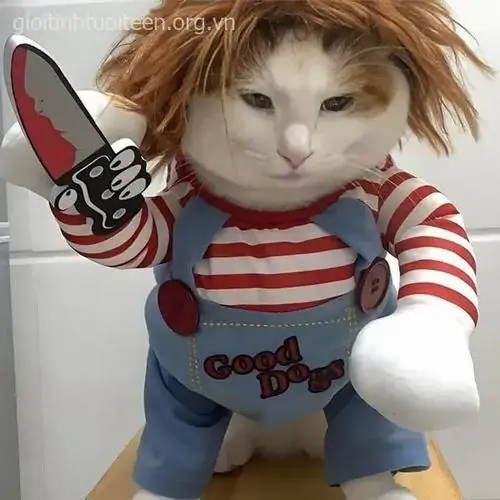 180 Ảnh Meme Mèo Bựa, Vô Tri Biểu Cảm Lờ Đờ Nhìn Là Cười