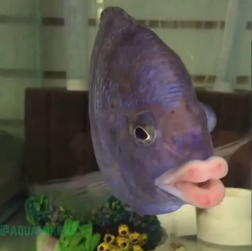 62 61