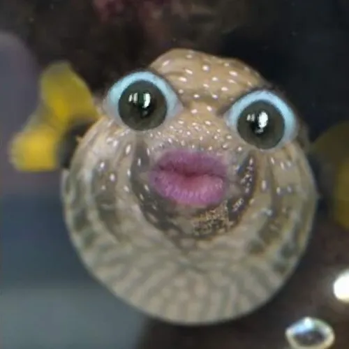 56 55