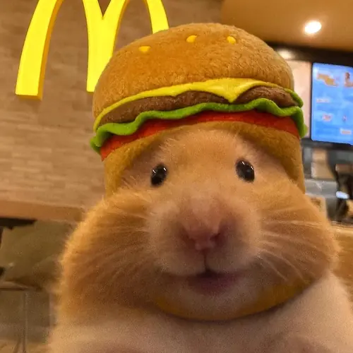 53 52