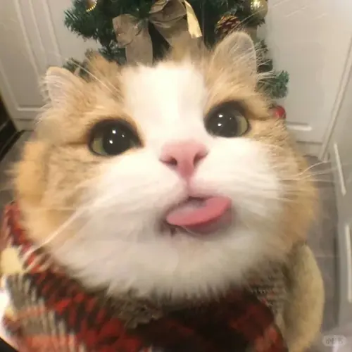 99 Ảnh Avatar Vô Tri siêu Cute với gương mặt ngơ ngác nhìn là thấy hài hước